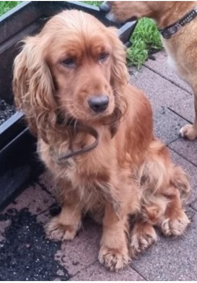 bs2510's tweet photo. #SpanielHour
Golden #CockerSpaniel

#Found14 Nov 2022 #Carrickmore #CoTyrone #Ireland BT79
Spires Vet clinic showed up at house Carrickmore area Please share to try &amp;find this little ones owners. If anyone has information please contact clinic 02882245236

https://t.co/Fkii1arFJ2 https://t.co/vmIR5xYEoS