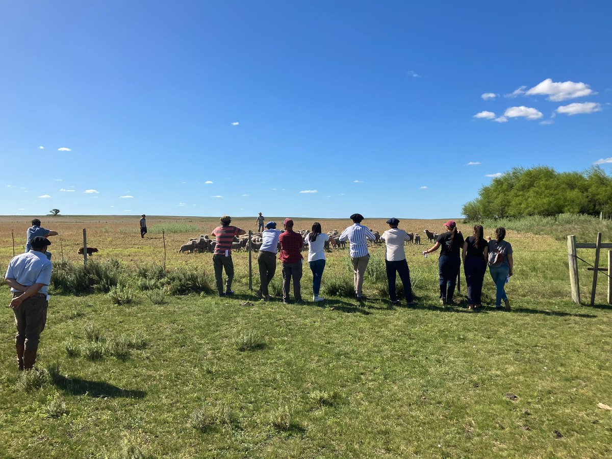 SUL_uy's tweet photo. 👉 Jornada abierta en predio foco Santo Domingo de la familia Rodríguez, Palma Sola, Artigas.🌱 🐏
✅ Proyecto - #sostenibilidad del ovino en sistemas ganaderos mixtos - Una mirada 360° #fpta360 https://t.co/lgfFqYynzU