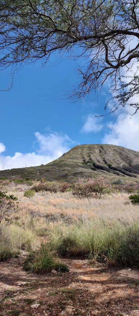 rayne_britt's tweet photo. Been gone less than a day and missing #Hawaii already

#ferngrotto #valcanoes #NationalPark #nationalparks #kokoheadcratertrail #napalicoast #bigisland #oahu #selfie #hike #hiking #outdoors #getoutside #getoutdoors #scenery #mountains #nofilters https://t.co/uGkWsmWY83
