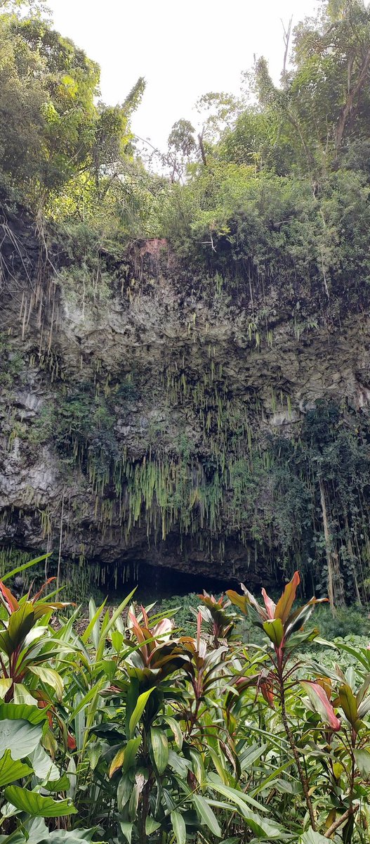 rayne_britt's tweet photo. Been gone less than a day and missing #Hawaii already

#ferngrotto #valcanoes #NationalPark #nationalparks #kokoheadcratertrail #napalicoast #bigisland #oahu #selfie #hike #hiking #outdoors #getoutside #getoutdoors #scenery #mountains #nofilters https://t.co/uGkWsmWY83