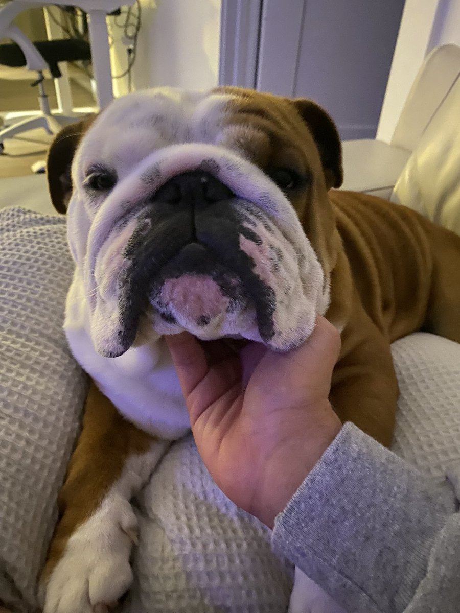 cryptonight1123's tweet photo. @dj_redize @_B___S Getting him to lift his head when it’s not kibble time is hard enough 😂 https://t.co/xxzylys0ky