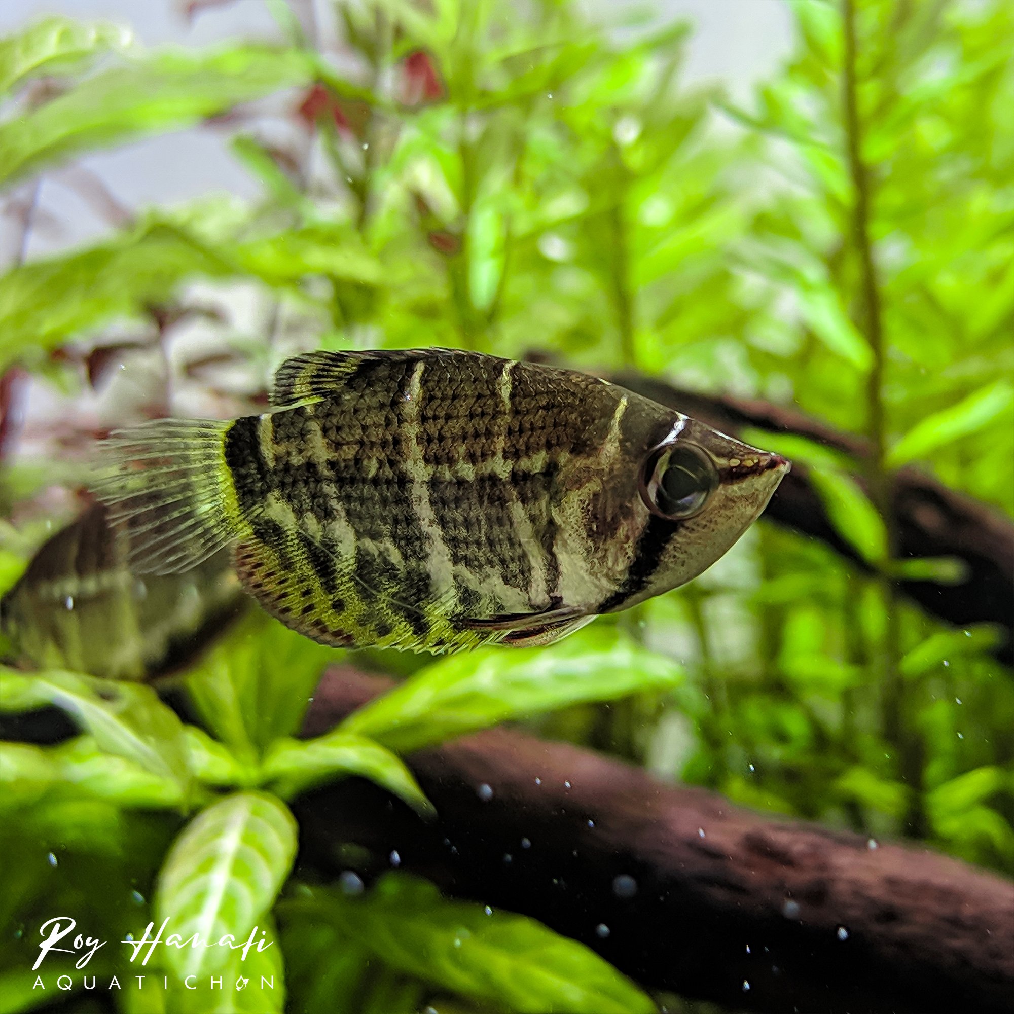 Aquascape Kalimantan on Twitter "Chocolate gourami