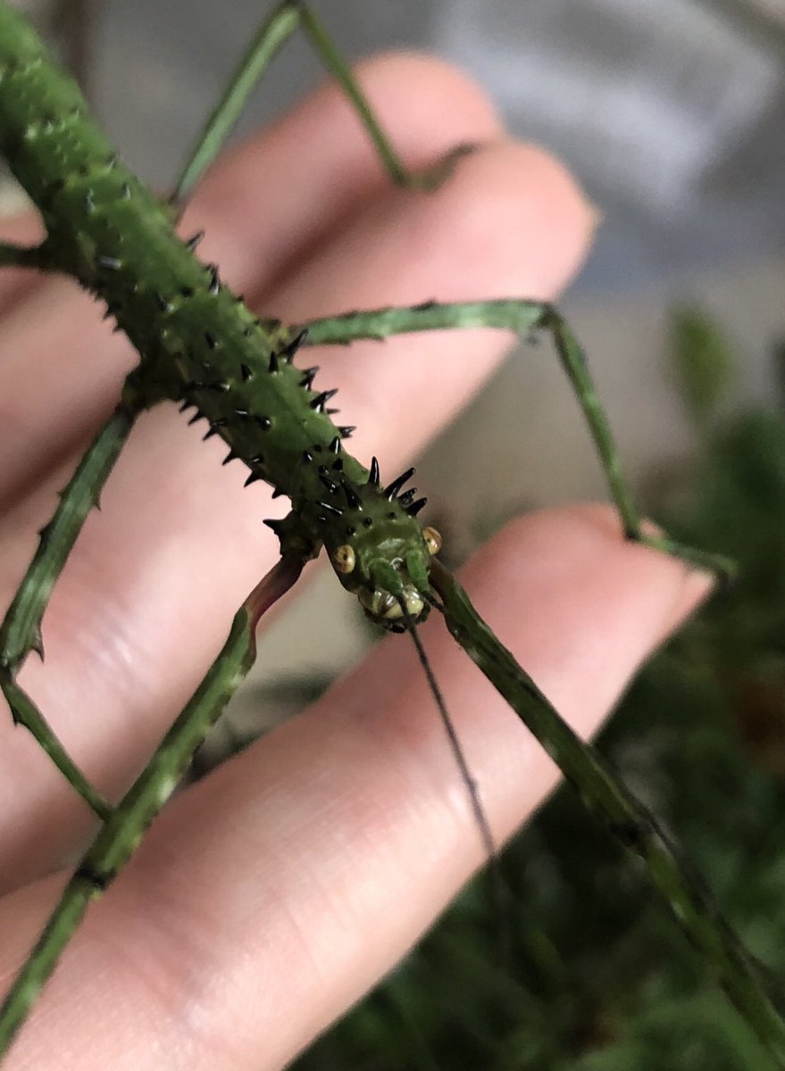 MorganeMerien's tweet photo. 🚨Officially backing the prickly stick insect (Acanthoxyla prasina) for #BugOfTheYear2023 (surprise surprise 😁) #TeamStick may not be the obvious choice (it’s that wonderful camouflage) but they are certainly the best! 💚 over the next few months, I will be sharing exactly why! https://t.co/dwP7r4ewxy