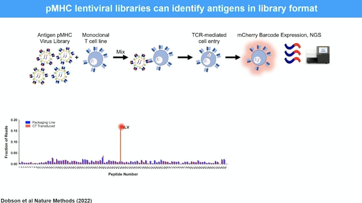 ollidufva's tweet photo. Michael Birnbaum: Cool ways to screen for TCR antigen specificity using barcoded viruses that enter T cells by binding to the TCR using a peptide/MHC complex

13/ https://t.co/S3uUTTPFIk