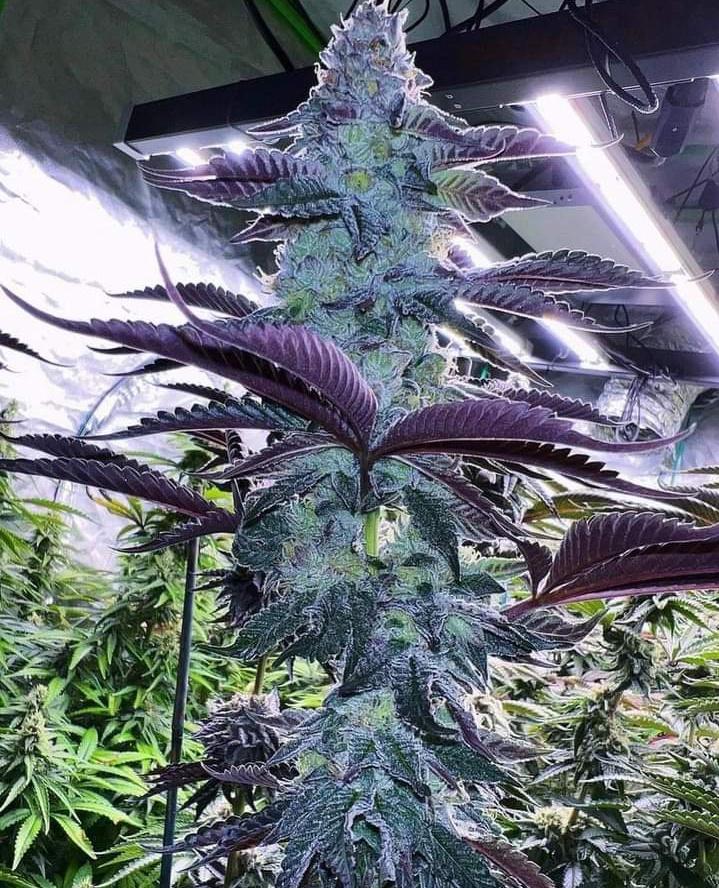 LeónMagico 420 tweet media