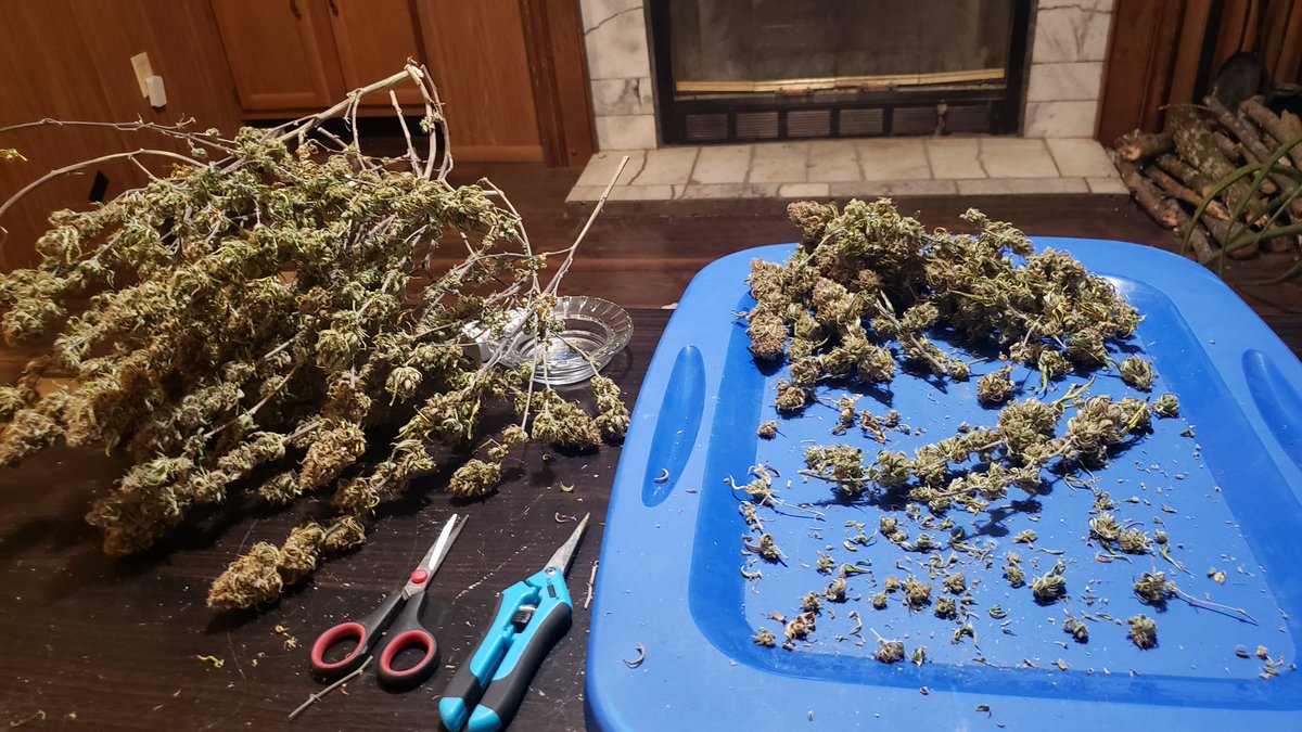 WeedCane's tweet photo. Ok I need a break before round 2. Two more piles like this to go after this round. #stickyfingers
#unitfarmled for another great run.Where are my lights coming from for next year??? 
Stay lifted..
#Mmemberville #gdc #growyourown #marshydro
#ledlights #staylifted #StonerFam #ppp https://t.co/IOpoCk31dH
