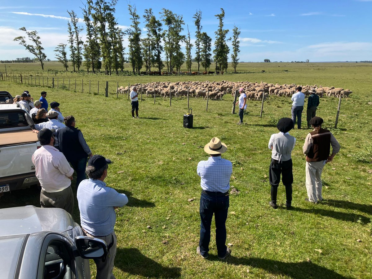 SUL_uy's tweet photo. 👉 Jornada abierta en predio foco en Cabaña Los Ángeles de la familia Castro, Masoller, Rivera.🌱 🐏
✅ Proyecto - #sostenibilidad del ovino en sistemas ganaderos mixtos - Una mirada 360° #fpta360 https://t.co/nGfQ64LEJ7