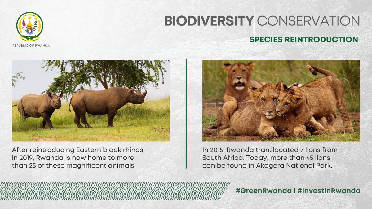 RDBrwanda's tweet photo. Biodiversity day at #COP27!

Rwanda's reintroduction of rhinos 🦏 and lions 🦁 in @AkageraPark has played a significant role in encouraging tourism, natural ecosystem balance and conservation of wildlife.

#GreenRwanda I #InvestInRwanda🌿🇷🇼 https://t.co/X4HmLTUA5s