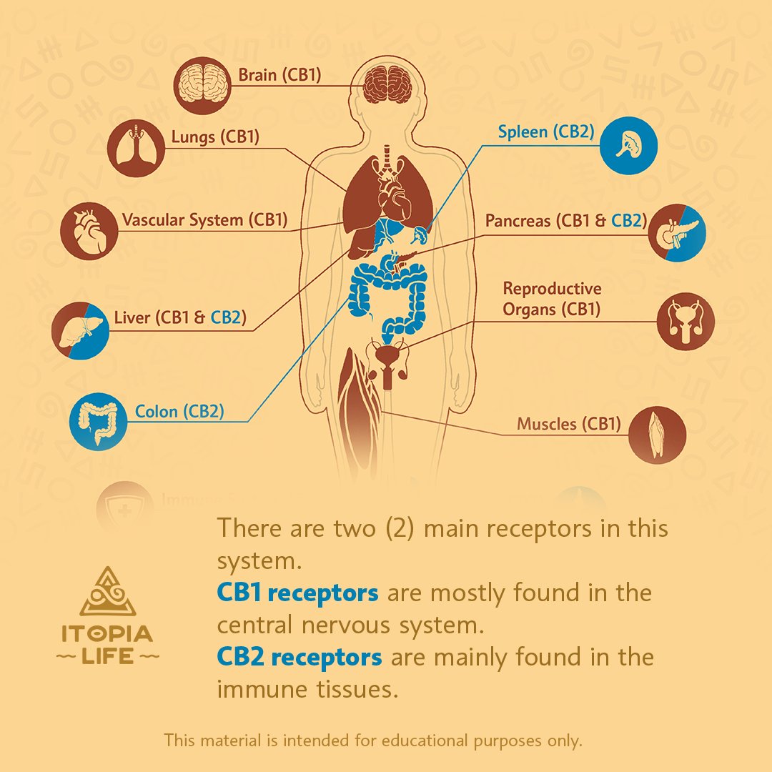 itopialife's tweet photo. Did you know that there is a system in our bodies called the Endocannabinoid System which regulates memory, sleep, pain management and other bodily functions?

#itopialife #endocannabinoid #endocannabinoidsystem #relax #relief #recharge https://t.co/3H0iTyTgsu