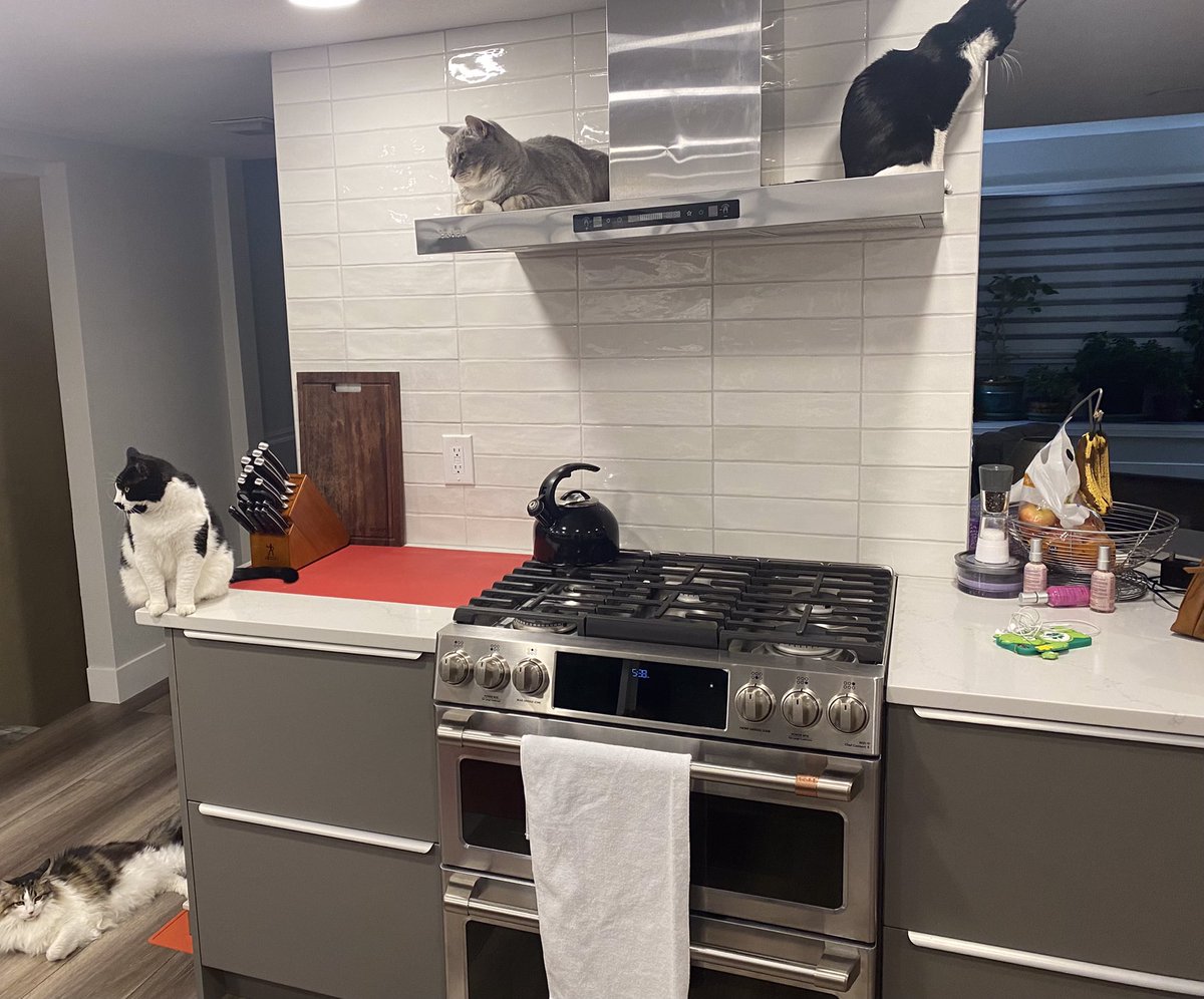 adams_karla's tweet photo. @tonyposnanski Me: I’ve trained my cats to stay off the counter.
Cats: I thinks she’s gone 😼 https://t.co/ufez4sCC0Q