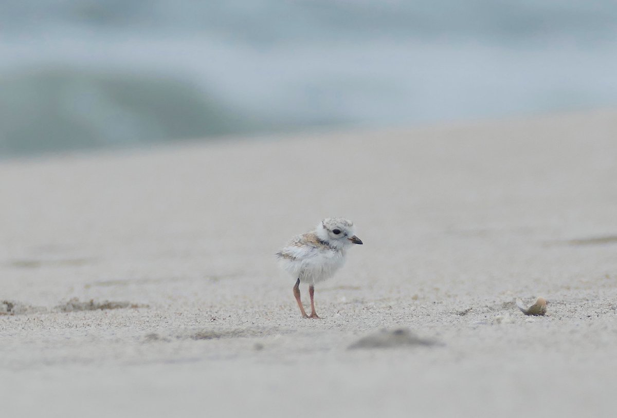 NYC Plover Project tweet media