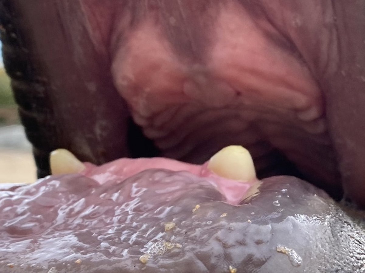 Denver Zoo Conservation Alliance tweet media