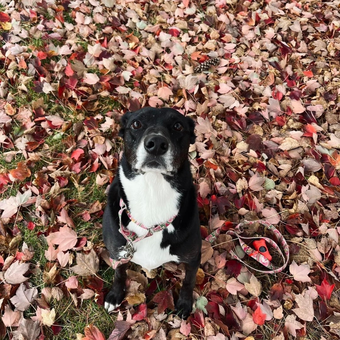 Tweet by Purdue Veterinary Medicine