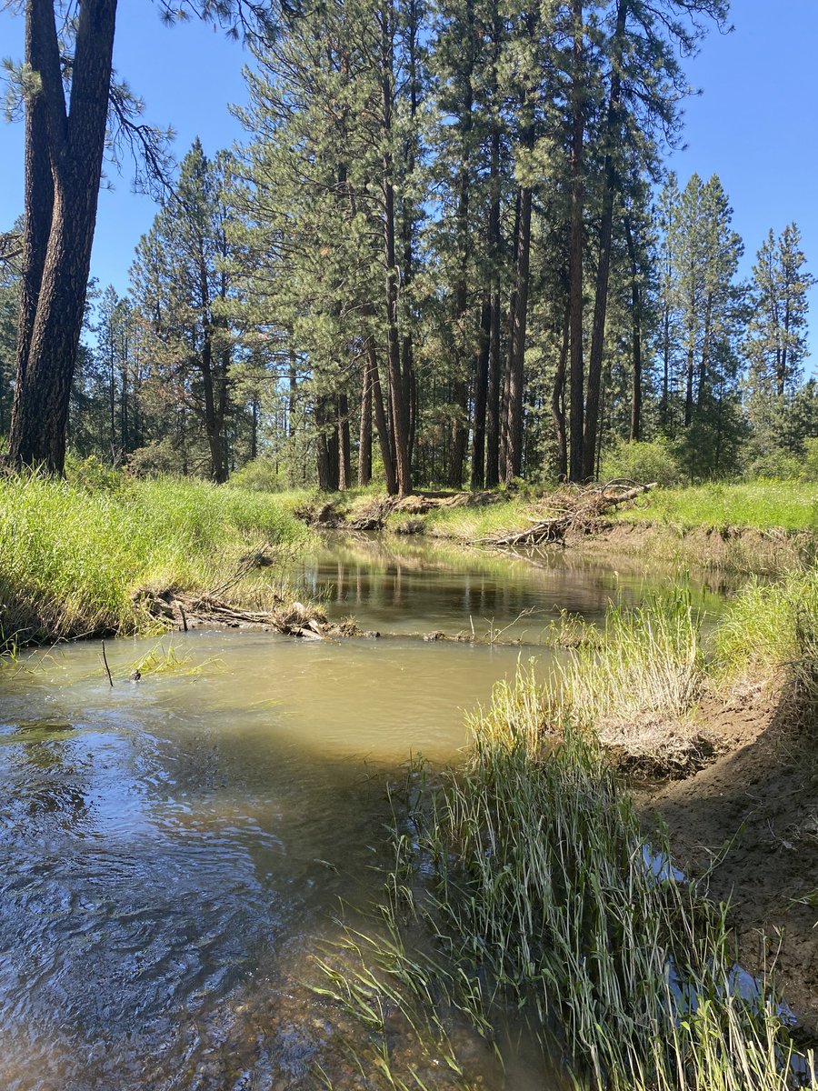Mažeika Patricio Sulliván (@drecomaz) on Twitter photo Pls consider applying to work with us/#STRIVELab & <a href="/CdATribe/">Coeur d'Alene Tribe</a> as PhD student on <a href="/NOAA/">NOAA</a> project on role of #wetlands to mitigate #drought. More info on project and how to apply at strivelab.science. Pls share and DM with questions! ¡Gracias! <a href="/ClemsonBaruch/">Baruch Institute CU</a> Pls consider applying to work with us/#STRIVELab & <a href="/CdATribe/">Coeur d'Alene Tribe</a> as PhD student on <a href="/NOAA/">NOAA</a> project on role of #wetlands to mitigate #drought. More info on project and how to apply at strivelab.science. Pls share and DM with questions! ¡Gracias! <a href="/ClemsonBaruch/">Baruch Institute CU</a>