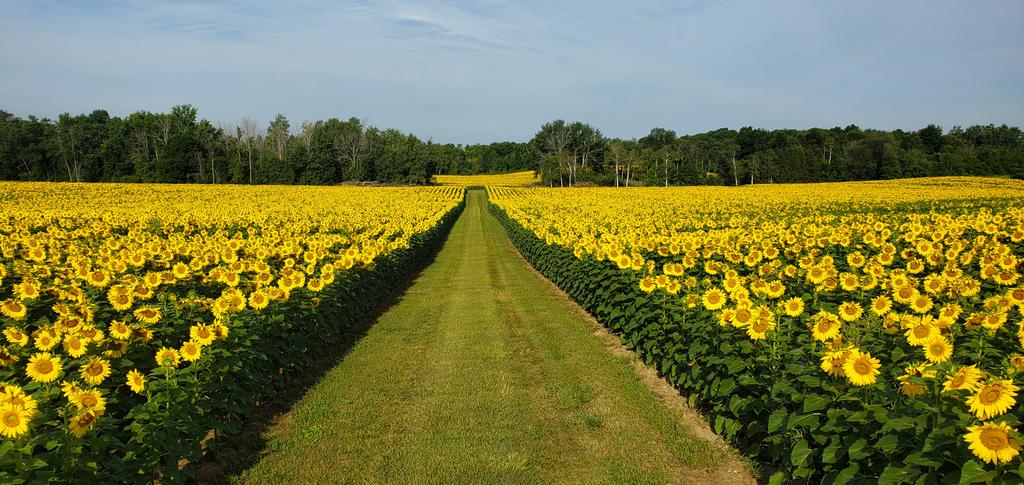 Our business keeps growing!! If your looking to expand your crop rotation within your operation we have sunflower acres available for the 2023 growing season. Email me jpersall@pristinegourmet.com for info 
#purevirginoils
#AllCanadian
