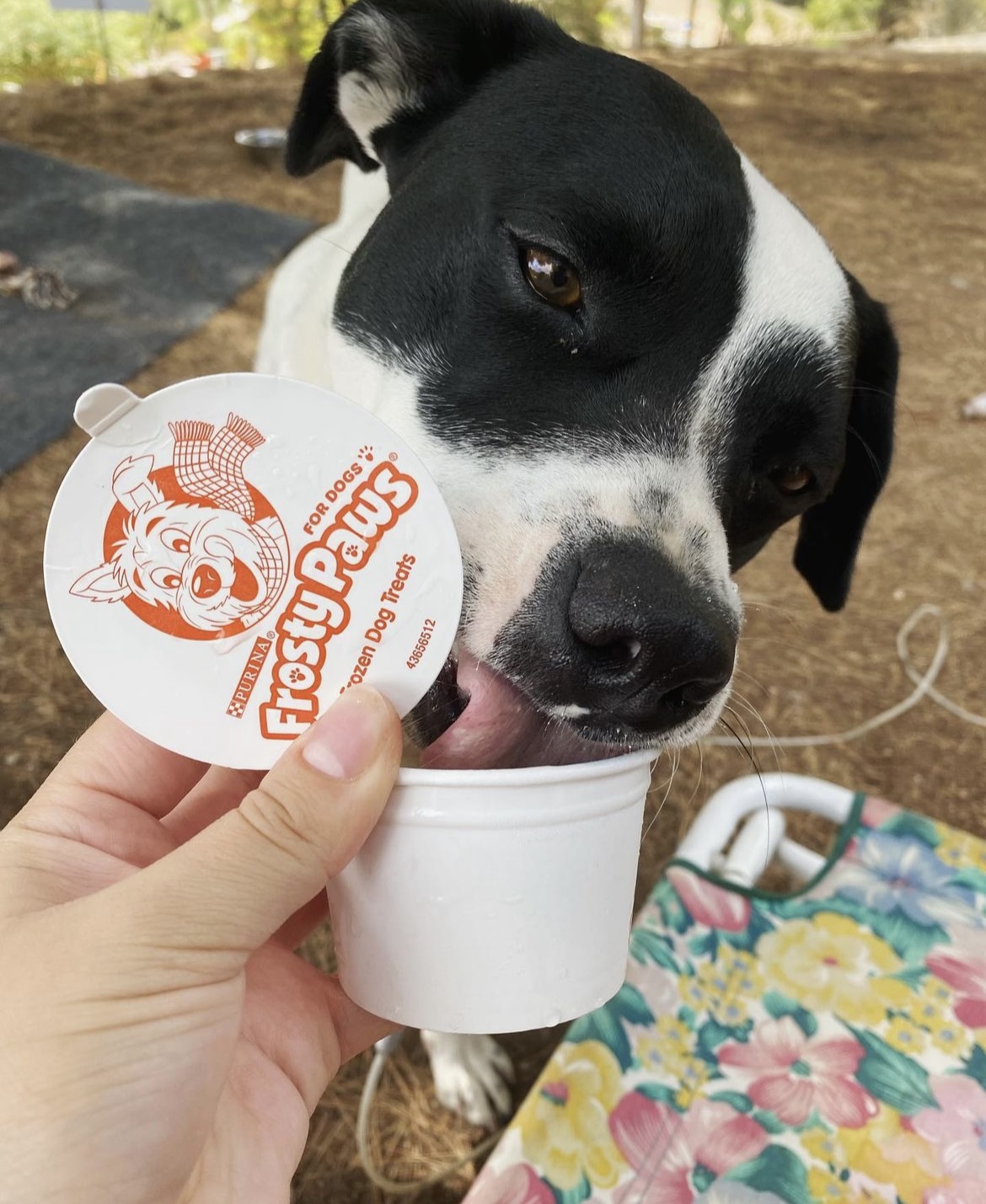 Official Frosty Paws®, Ice Cream for Dogs