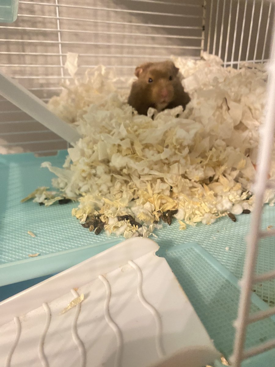 littlemanofham's tweet photo. no talk me I grompy https://t.co/Mi9pVkOAo1