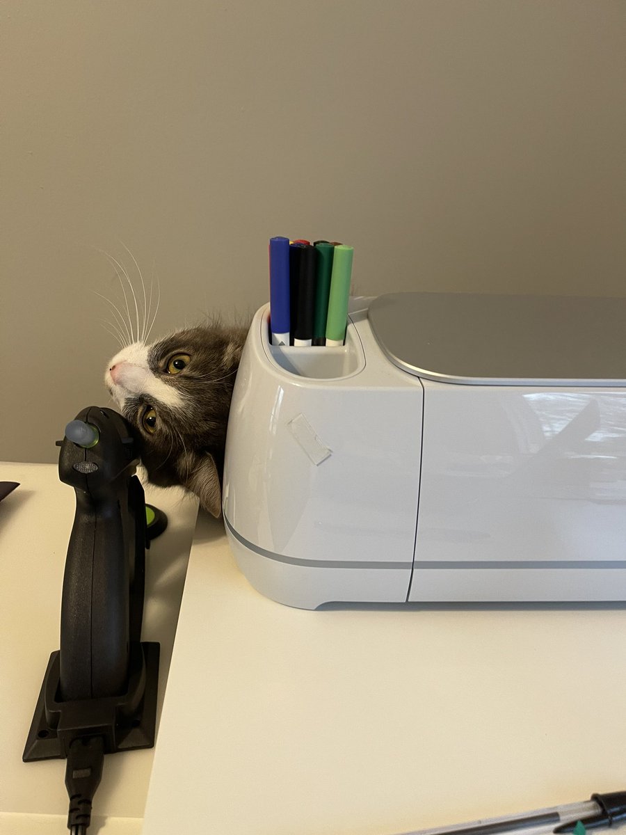 tinaborror's tweet photo. Hanging with my emotional support animal while trying to get TSwift tickets.  #TSxCapitalOne https://t.co/Sipq9TG6Yk