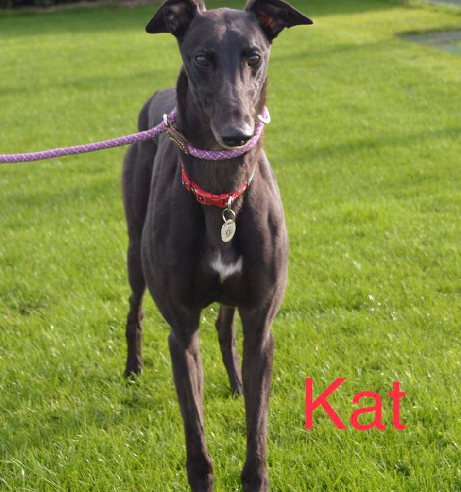 Greyhound Adoption @ Seaside Greyhounds tweet media