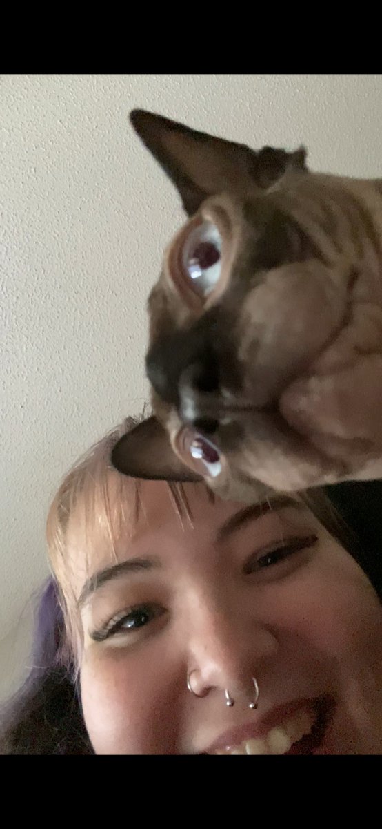 etherealgothgf's tweet photo. da cats have been the only things keeping me powered thru life (athena doesnt pose for pics as much as apollo :/ ) https://t.co/McJ4mnm0J3