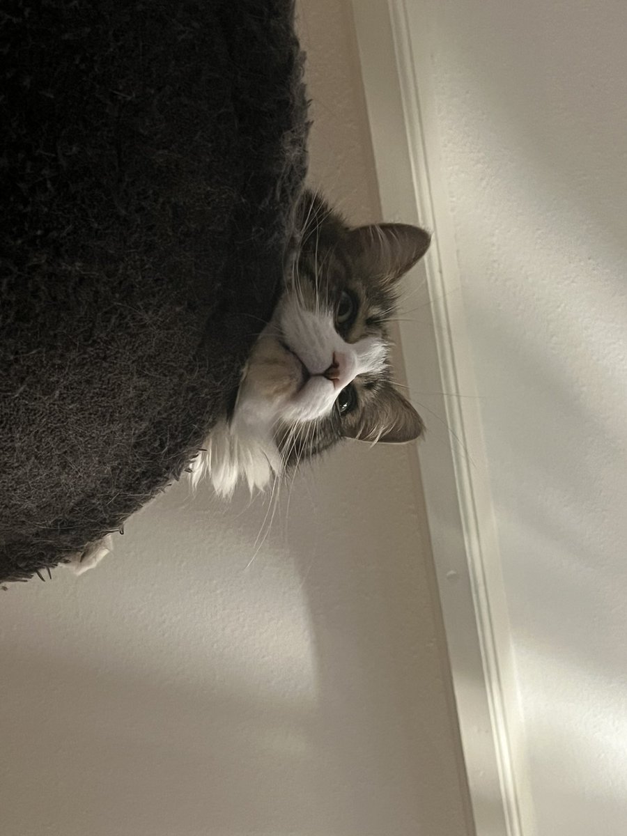 Now look at this pretty boy!! #CatsofTwittter #CatsOnTwitter #cats #catsofinstagram #catstar