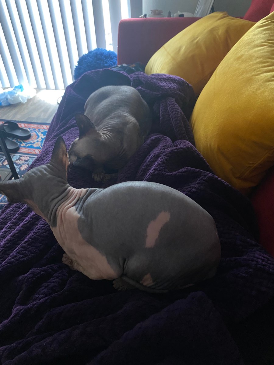etherealgothgf's tweet photo. da cats have been the only things keeping me powered thru life (athena doesnt pose for pics as much as apollo :/ ) https://t.co/McJ4mnm0J3