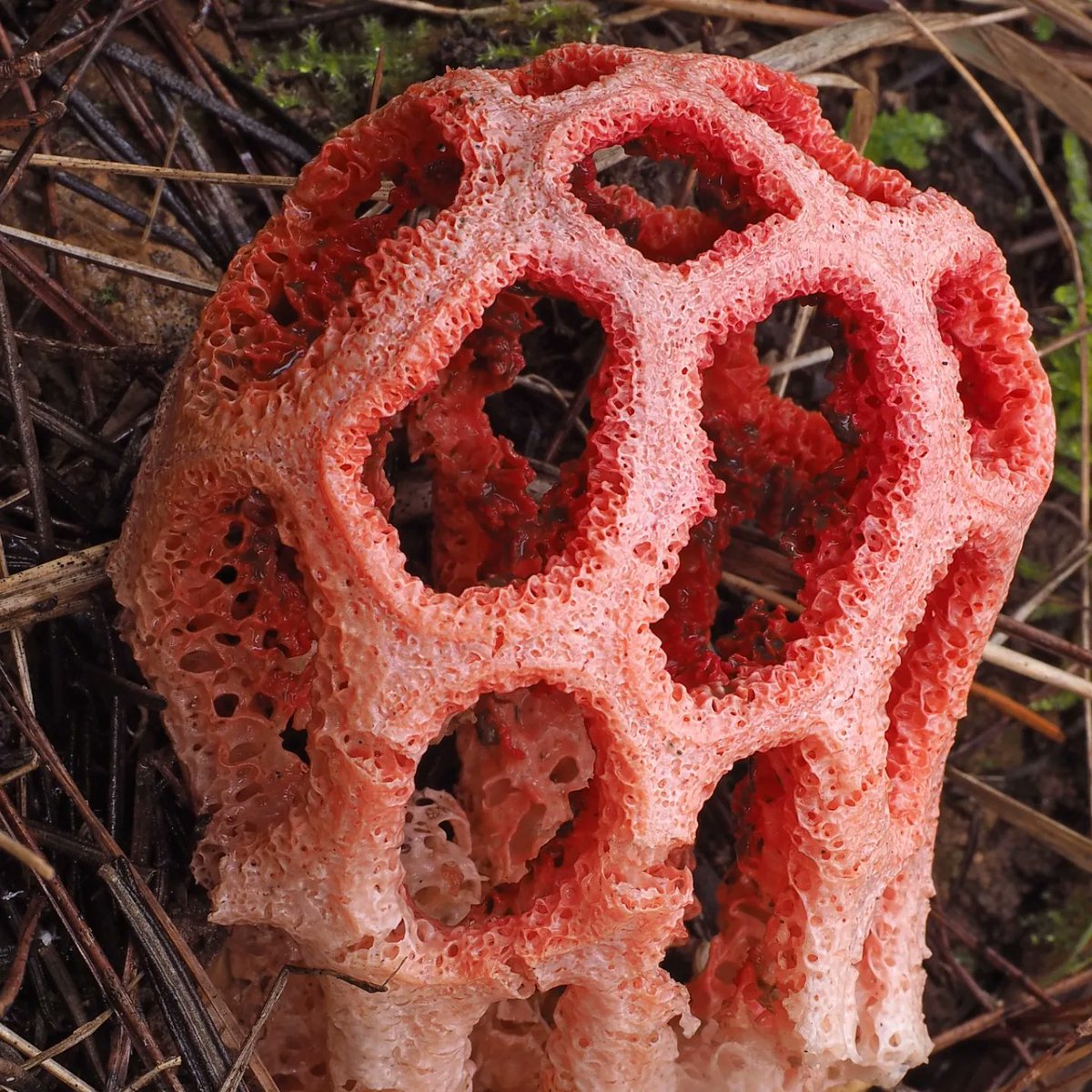 "Bolets de la marina i la muntanya santboiana"

Conferència a càrrec d’Andrés Valverde Valera, biòleg i membre de la Societat Catalana de Micologia.
Divendres, 2 de desembre, a les 19 hores, al Museu de Sant Boi de Llobregat. Entrada lliure. 

larutllasantboi.com