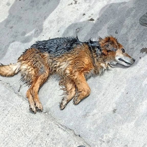 Kristian_Mella's tweet photo. Y SI LE PERMITIMOS UN REFUGIO A #Ditter🐶 

Desde el momento que me enteré de este caso, no ví otra posibilidad que ayudar, muchos vieron eutanasia yo ví esa posibilidad

Ustedes fueron la causa de este resultado. Entonces ahora les vengo a pedir me que ayuden a llevar a Ditter🐶 https://t.co/sThxSM38ue