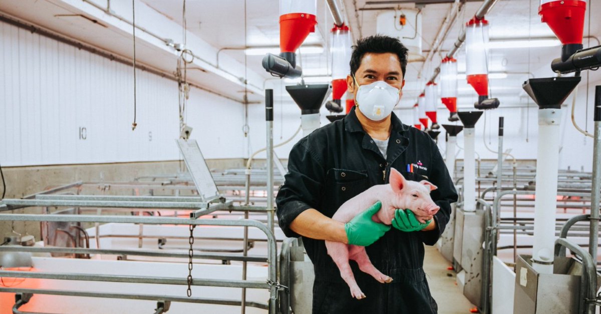 FarmsSwine's tweet photo. New Swine Course Being Launched in December

Online program provides coverage of stockmanship, pig health care, breeding, #farrowing, nursery &amp; more.

Learn about the program &amp; how it will train the next generation of hog farmers: https://t.co/GUpuViYhmj

#Swine #Pig #AgTwitter https://t.co/ObEWfgmlZM