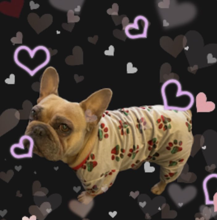 coco_th's tweet photo. Christmas pjs ππΎππ» #welove #comfy #cute #christmaspjs #doglook https://t.co/KV2ovQD049