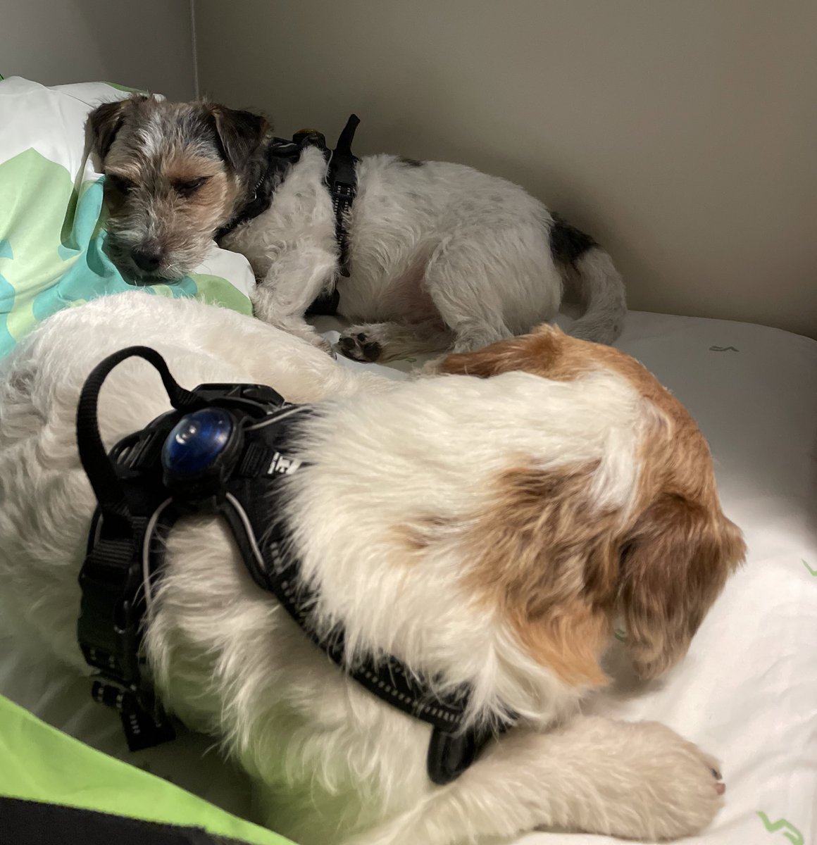 Taitaa olla taas tänä yönä ruuhkaa alapedillä. 🥰😅 #yöjuna #vryhteisellämatkalla #dannythedynamite #kerpputhekerberos