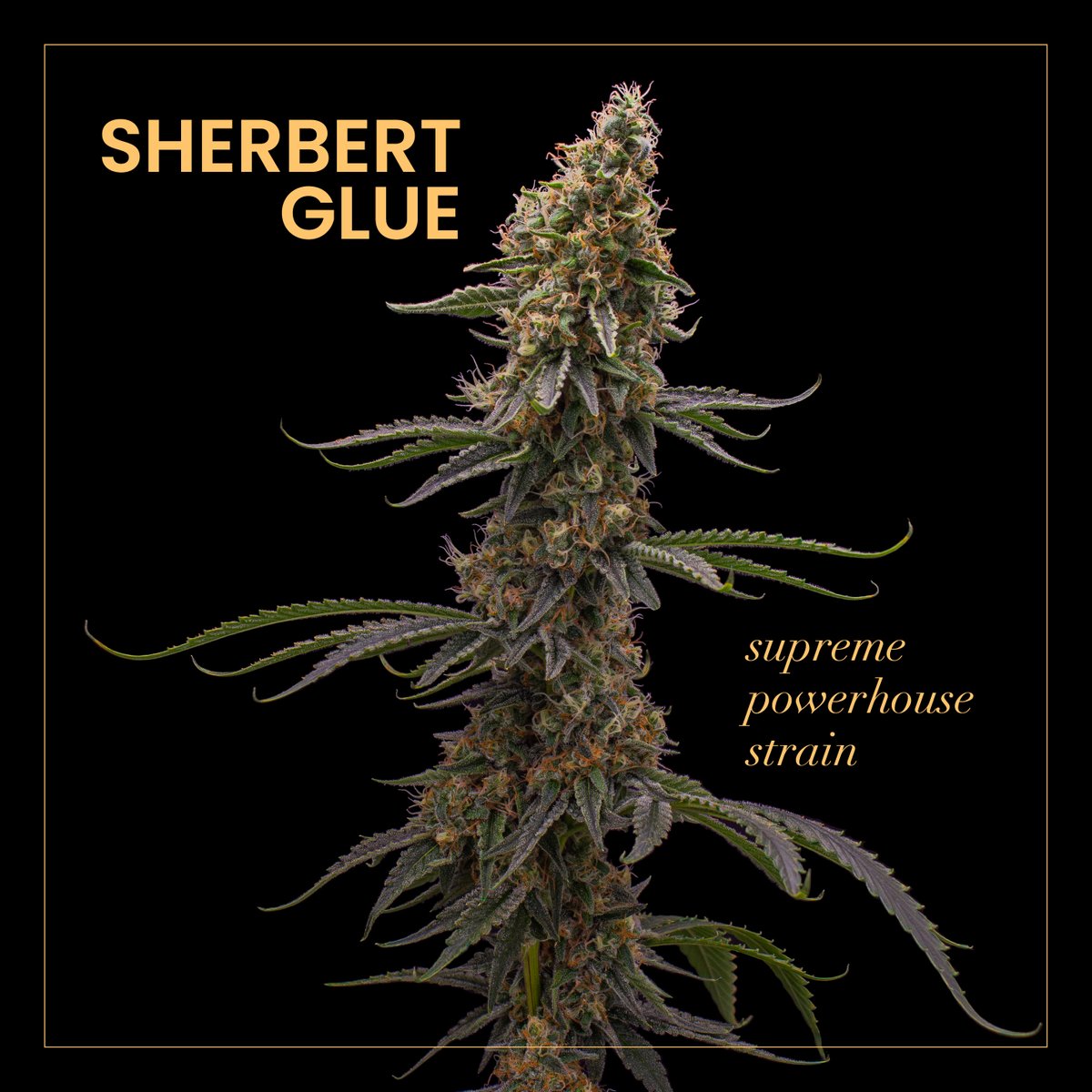 Sherbert Glue is a cross of two hard-hitting champions, Sherbet Dab and Gorilla Glue #4 and delivers a powerful full bodied effect. Get your hands sticky with this supreme powerhouse strain.

#VerticalCannabis #Sherbert Glue