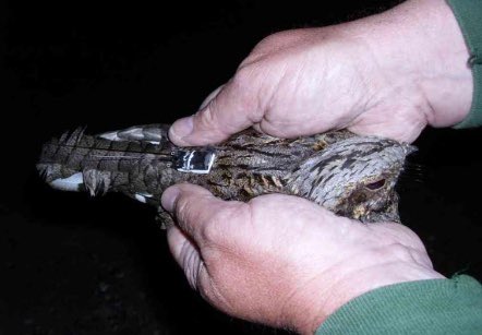 SBG’s LAST INDOOR TALK OF 2022! 🚨 Thursday 24th October - Unravelling the Mysteries of Migration by the excellent <a href="/DEBALMER/">Dawn Balmer</a> from the <a href="/_BTO/">BTO</a>, talking about monitoring migration in birds! 7:30pm at Hintlesham and Chattisham Community Hall, IP8 3PS - all welcome! See you all there!