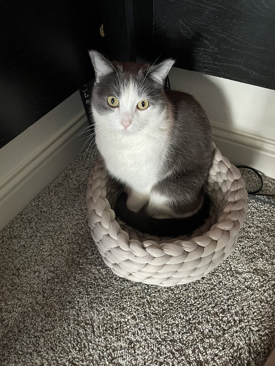 mrsbuttts's tweet photo. first time someone has used this bed!! little boy won’t leave my side today, so he’s under my desk being my shadow https://t.co/ofpoaGGycw
