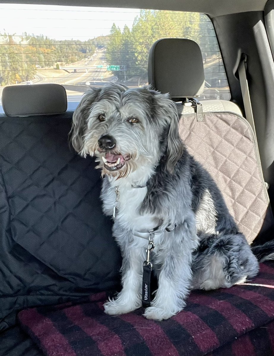 California road trip with Mama & Papa. Beautiful sunny day! ☀️Happy hump day, friends. Enjoy your day. ✌🏽#DogsofTwittter #Wednesdayvibe #DogsOnTwitter #GoinBackToCali