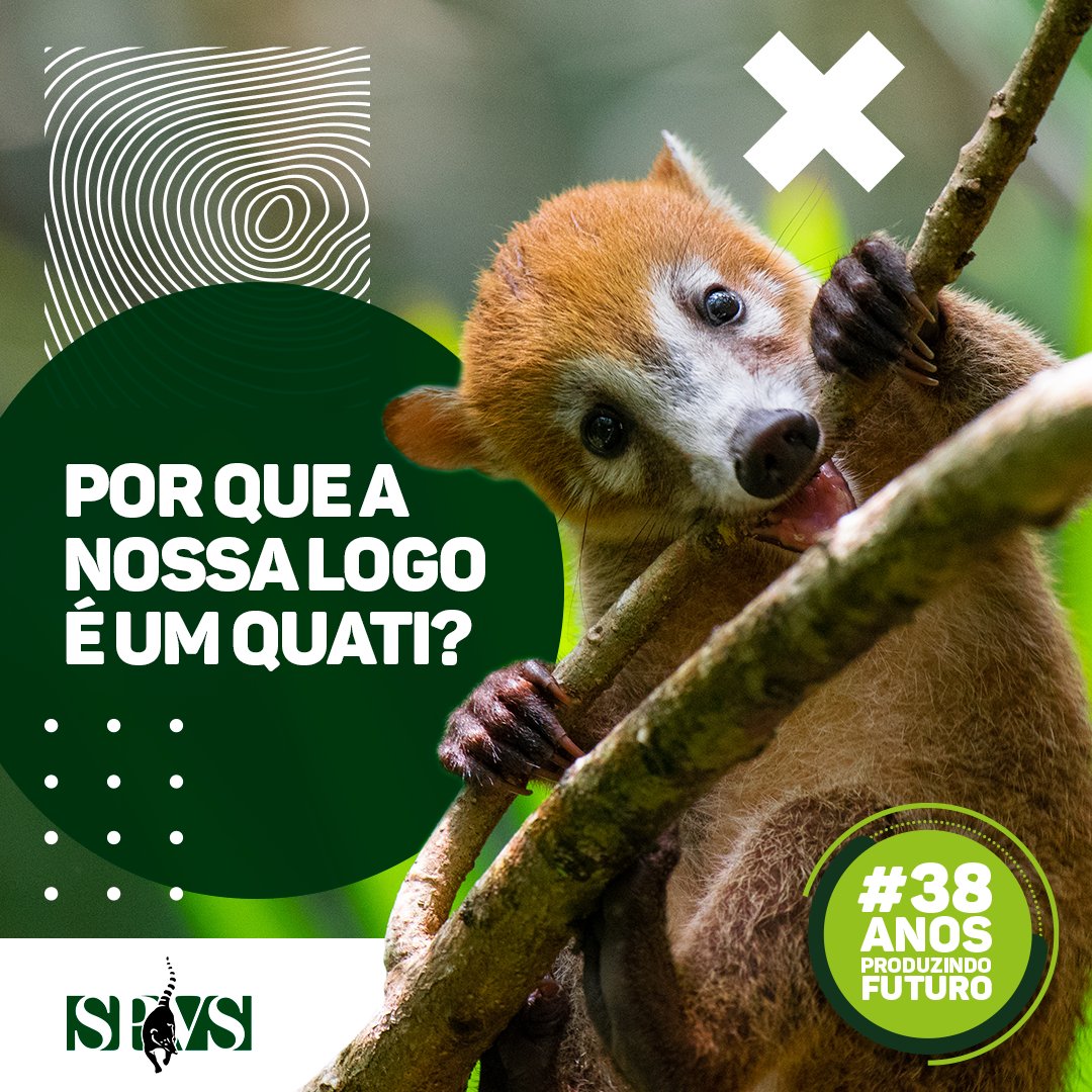 SPVSBrasil's tweet photo. 💬 Em 1984, um grupo de 17  jovens engajados em levar adiante propostas de conservação ambiental realizava sua primeira reunião com o objetivo de criar uma nova ONG no Paraná. Além das inúmeras ideias e sonhos, o grupo debatia também qual seria o símbolo da nova organização. https://t.co/SNNenUcPJx