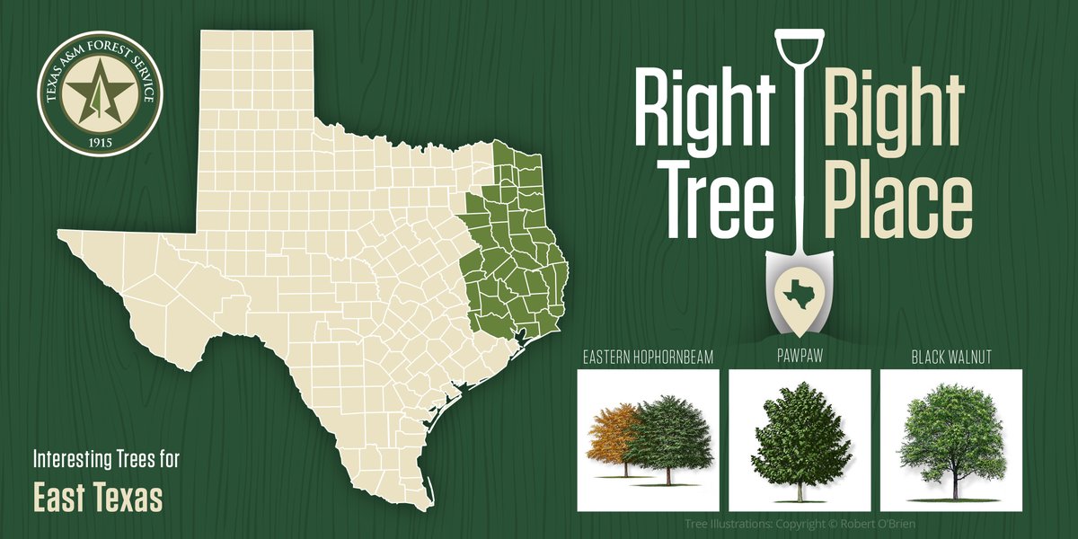 TXForestService's tweet photo. Putting the right tree in the right place will help avoid future problems and bolster the benefits the tree provides over its lifetime. 
 
For more about planting the right tree in the right place, visit https://t.co/Kn6DQOLROF
#trees https://t.co/NTD0433O3s