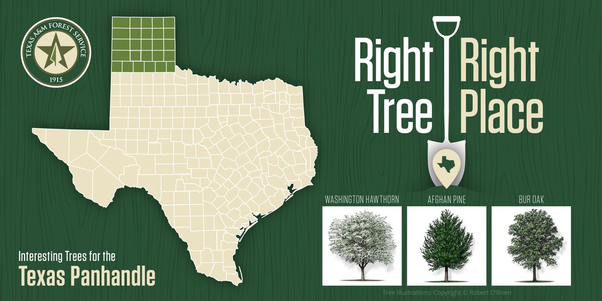 TXForestService's tweet photo. Putting the right tree in the right place will help avoid future problems and bolster the benefits the tree provides over its lifetime. 
 
For more about planting the right tree in the right place, visit https://t.co/Kn6DQOLROF
#trees https://t.co/NTD0433O3s