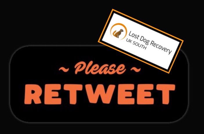 RecoveryDog's tweet image. ❌URGENT ALERT❌ 
MILLIE - missing 15/11 #Chesham #Bucks UK #HP5 
Escaped garden 😢
VERY TIMID DOG 
‼️PLEASE KEEP EYES PEELED ‼️
🚫DO NOT FOLLOW/GRAB/CHASE/PRESSURE
☎️ PLEASE CALL IF SPOTTED 🙏🏻

facebook.com/millieismissin…

#missingdog #lostdog #dogsoftwitter #RescueDog #help #FindMe