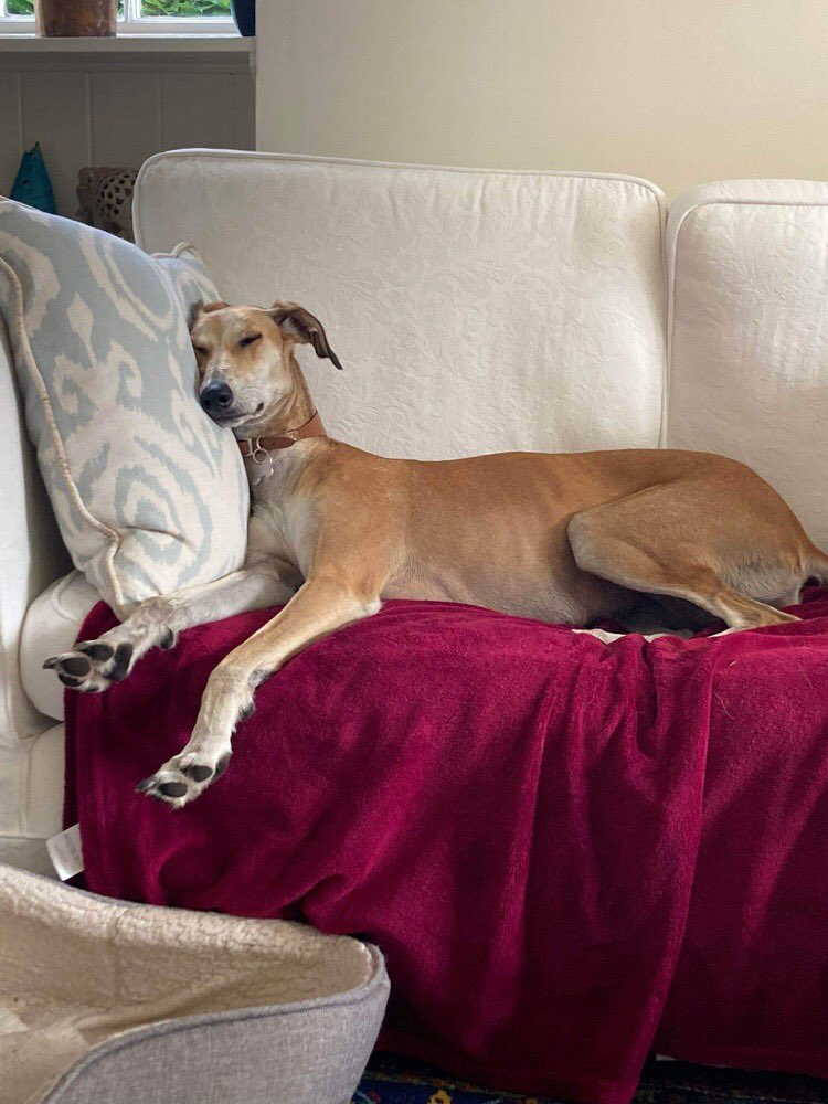 RecoveryDog's tweet image. ❌URGENT ALERT❌ 
MILLIE - missing 15/11 #Chesham #Bucks UK #HP5 
Escaped garden 😢
VERY TIMID DOG 
‼️PLEASE KEEP EYES PEELED ‼️
🚫DO NOT FOLLOW/GRAB/CHASE/PRESSURE
☎️ PLEASE CALL IF SPOTTED 🙏🏻

facebook.com/millieismissin…

#missingdog #lostdog #dogsoftwitter #RescueDog #help #FindMe