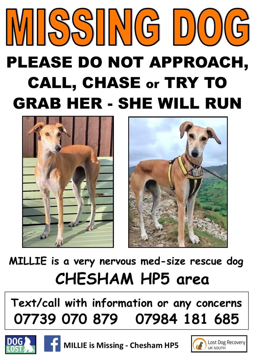 RecoveryDog's tweet image. ❌URGENT ALERT❌ 
MILLIE - missing 15/11 #Chesham #Bucks UK #HP5 
Escaped garden 😢
VERY TIMID DOG 
‼️PLEASE KEEP EYES PEELED ‼️
🚫DO NOT FOLLOW/GRAB/CHASE/PRESSURE
☎️ PLEASE CALL IF SPOTTED 🙏🏻

facebook.com/millieismissin…

#missingdog #lostdog #dogsoftwitter #RescueDog #help #FindMe