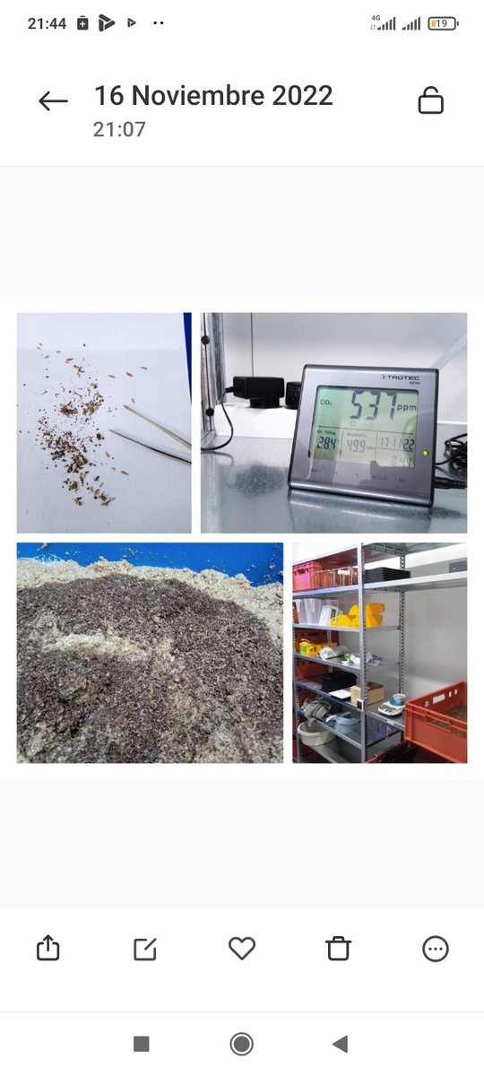 En la "nursery" la actividad no para. Las larvas de #bsf de 5 días de vida #5-DOL reclaman su dosis de alimento! Las condiciones ambientales son óptimas para el #insectfarming <a href="/brwfoods/">SalwaFoodsBrw</a>