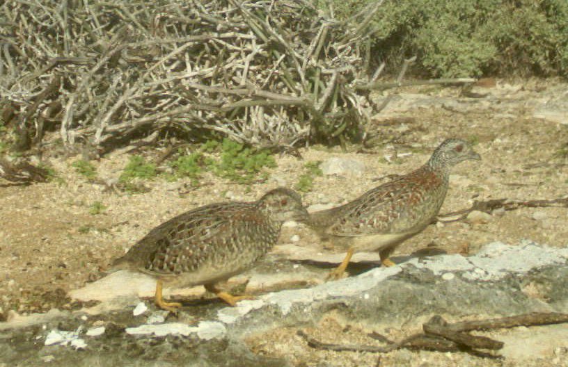 Extinction alert ⚠️ New research just out, lead by @RyanCarterECU from the @WildlifeLab documents the extinction of the North Island population of the Abrolhos Painted Button-quail - the 5th most likely to become extinct bird in Australia. link.springer.com/article/10.100…