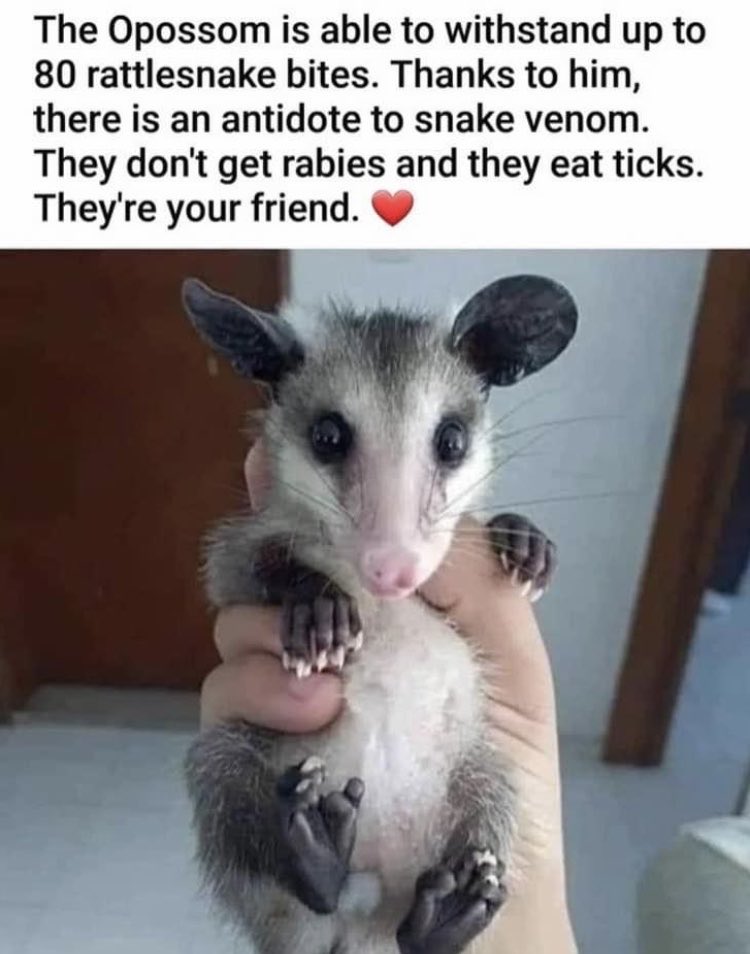 I just love these little cuties. Wish we had them in the U.K.💛💛