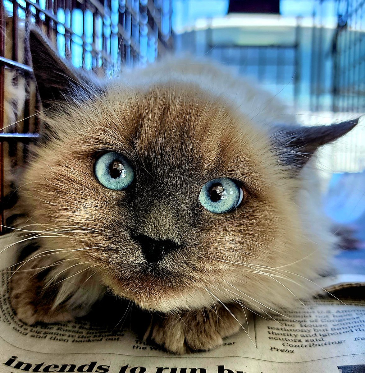 HeavenCanWaitLV's tweet photo. Those baby blues draw us in. 😍💙 This community cat is one of 400+ community cats we have seen for spay/neuter and vaccine procedures so far in this month alone. 💪
#heavencanwaitlv #babyblues #pointedcat #spayneuter #communitycat #feralcat #TNR https://t.co/zOUPngmZSU