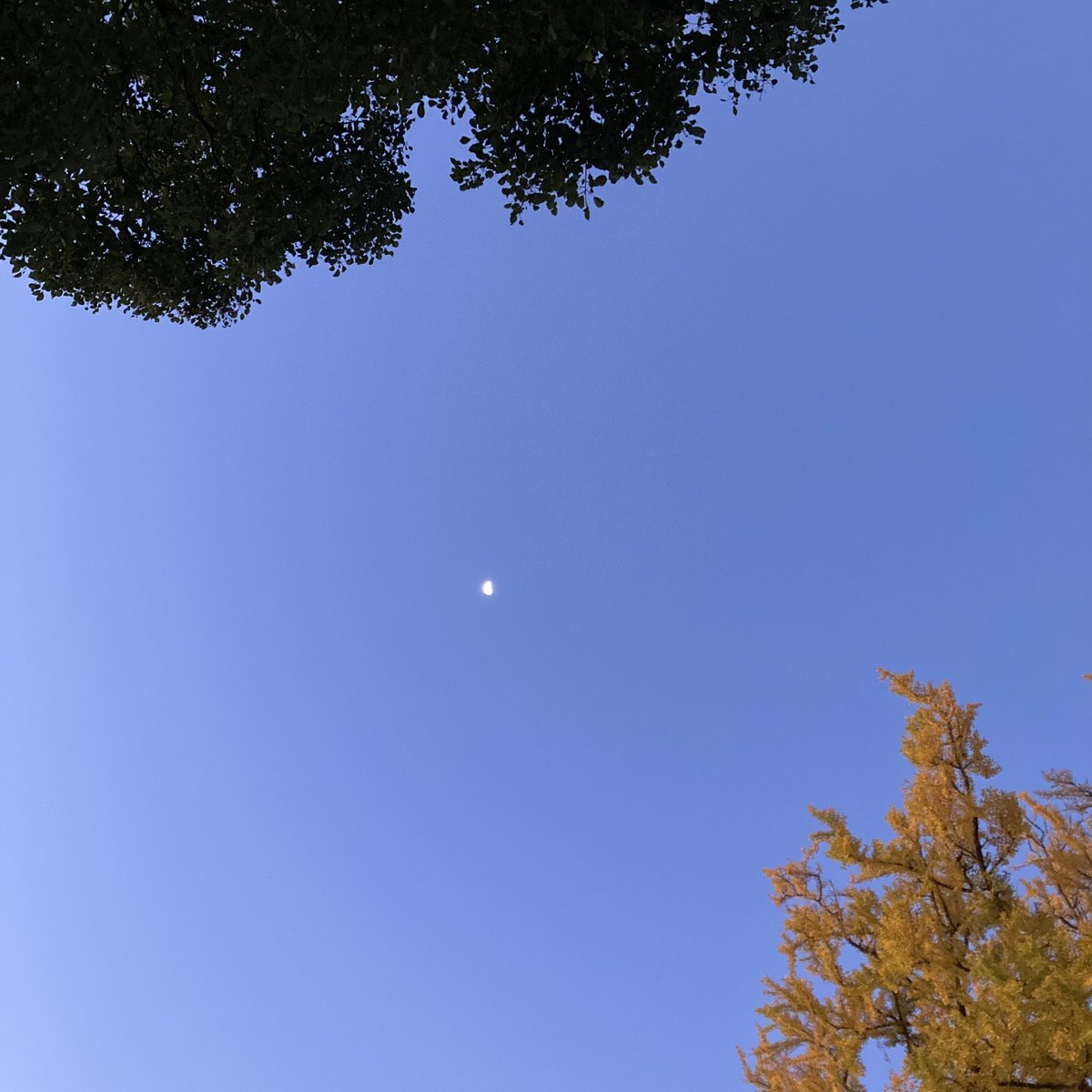 おはようございます
朝のウォーキングもなんやかや一週間以上。
今朝はアルテミス1のことを考えながら月を眺めました。