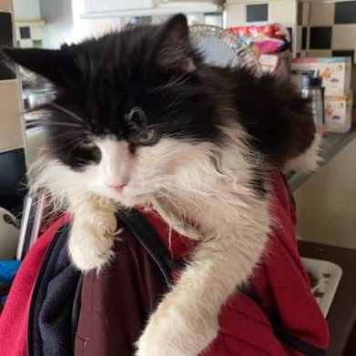 JohnDaffern2's tweet photo. #Missing since Monday 14/11/22

Very old cat missing from commercial road area #Bulwell #Nottingham #NG6 
Answers to the name of lulu 
Not wearing a collar 
Can residents living in the area please check around gardens, sheds and garages as well as any empty properties. https://t.co/hPgqOFJiBh