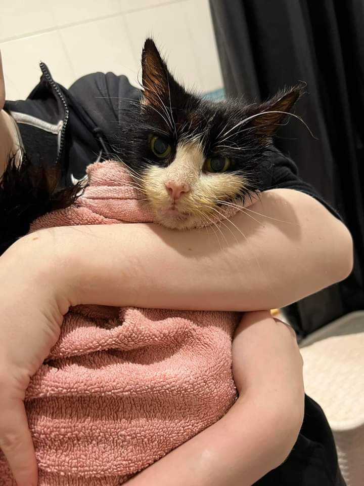 JohnDaffern2's tweet photo. #Missing since Monday 14/11/22

Very old cat missing from commercial road area #Bulwell #Nottingham #NG6 
Answers to the name of lulu 
Not wearing a collar 
Can residents living in the area please check around gardens, sheds and garages as well as any empty properties. https://t.co/hPgqOFJiBh