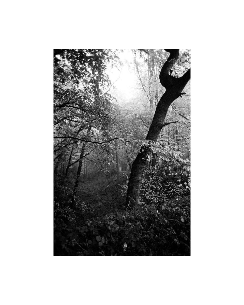 stillsbyjo's tweet photo. nearby woodland // cinestill #35mmfilm https://t.co/SjihxcRjJc