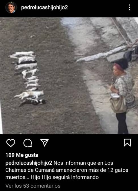 ntarrazzi's tweet photo. Señores ayuden a que esto llegue a manos de la fiscalía. Señor @TarekWiliamSaab esto ocurrió en #Cumaná había incluso gatos que fueron esterlizados el fin de semana pasado. Al lugar se apersonaron la fundación Gustavo Minguet y Nevado @matricciananew @MariaConchita_A https://t.co/77g2tQp832